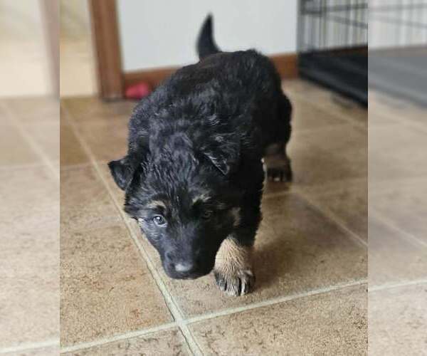 Medium Photo #2 German Shepherd Dog Puppy For Sale in JERSEYVILLE, IL, USA