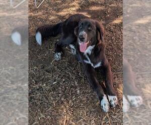 Great Pyrenees-Unknown Mix Dogs for adoption in Plano, TX, USA