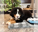 Small Photo #4 Bernese Mountain Dog Puppy For Sale in INDIANAPOLIS, IN, USA