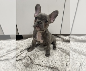 French Bulldog Puppy for sale in CANYON COUNTRY, CA, USA