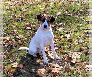 Mutt Dogs for adoption in Hinton, WV, USA