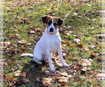 Small Mutt