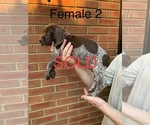 Small Photo #20 German Shorthaired Pointer Puppy For Sale in MARIETTA, GA, USA