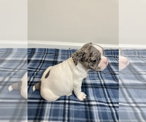 French Bulldog Puppy for sale in CHARLESTON, SC, USA