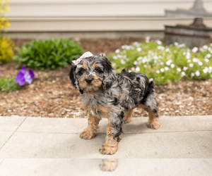 Cocker Spaniel-Poodle (Miniature) Mix Puppy for sale in MILLERSBURG, IN, USA
