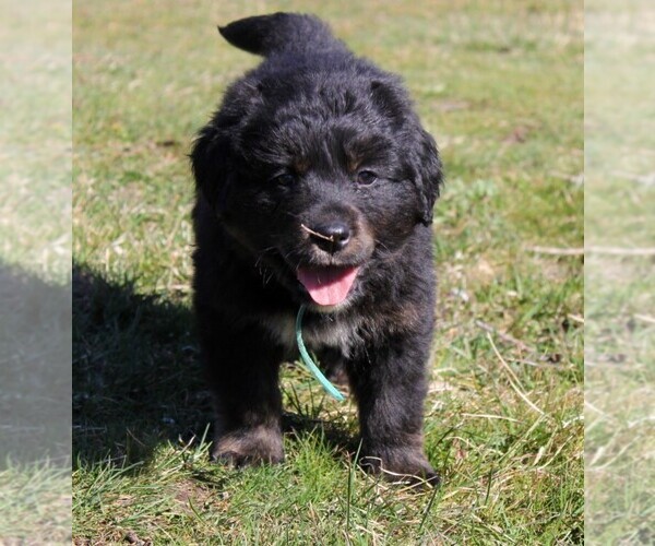 Medium Photo #17 Golden Mountain Dog Puppy For Sale in CLAYTON, WA, USA