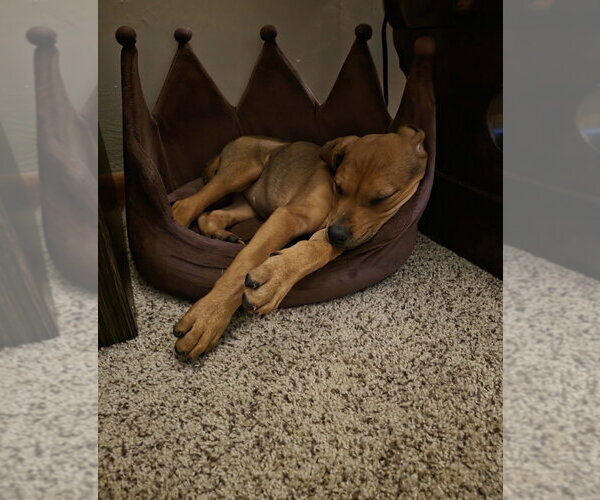 Medium Photo #4 American Bulldog-Doberman Pinscher Mix Puppy For Sale in Springdale, PA, USA
