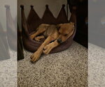 Small #3 American Bulldog-Doberman Pinscher Mix