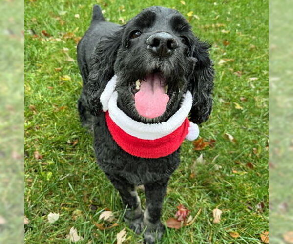 Medium Photo #5 Cocker Spaniel Puppy For Sale in Arlington, VA, USA