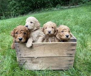 Miniature Labradoodle Puppy for sale in WESTMINSTER, MD, USA