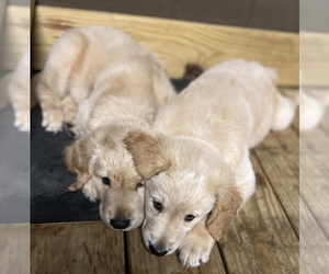 Golden Retriever Puppy for sale in APPLING, GA, USA