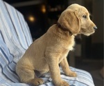 Small Photo #1 Goldendoodle Puppy For Sale in SAN FERNANDO, CA, USA