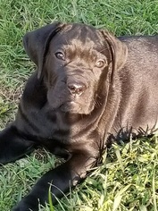 Cane Corso Puppy for sale in EDGARTOWN, MA, USA