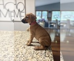 Small #9 Rhodesian Ridgeback