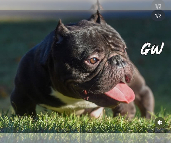 Medium Photo #1 American Bully Puppy For Sale in DURHAM, NC, USA
