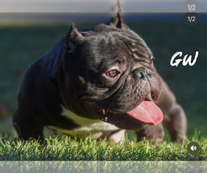 Father of the American Bully puppies born on 02/10/2026