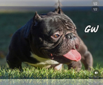 Small Photo #1 American Bully Puppy For Sale in DURHAM, NC, USA