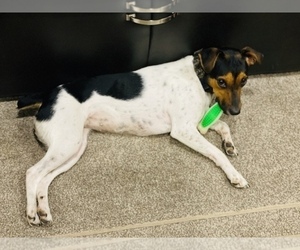 Mother of the Jack Russell Terrier puppies born on 04/25/2026