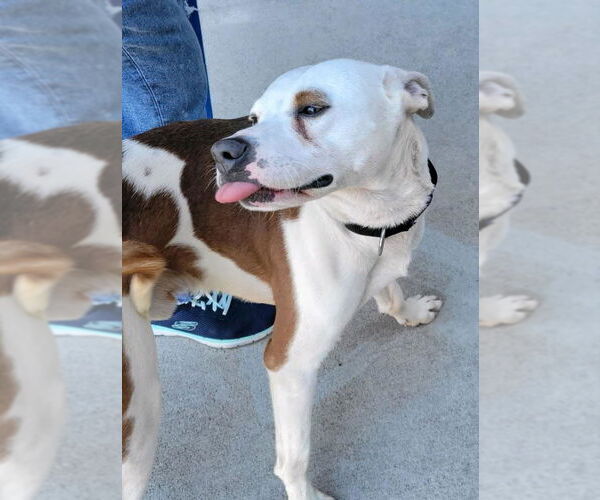 Medium Photo #26 Mutt Puppy For Sale in Atlanta, GA, USA