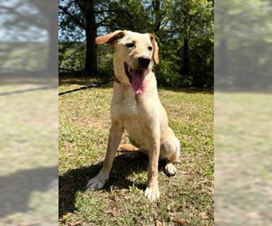 Labralas Dogs for adoption in Attalka, AL, USA