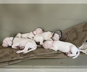 Dogo Argentino Puppy for sale in LAS VEGAS, NV, USA