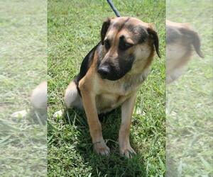 Mutt Dogs for adoption in Abbeville, LA, USA