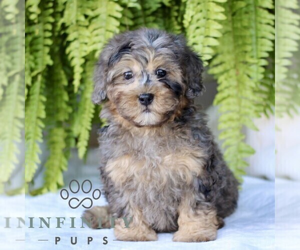 Medium Photo #1 Shih-Poo Puppy For Sale in GORDONVILLE, PA, USA
