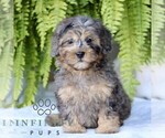 Small Shih-Poo