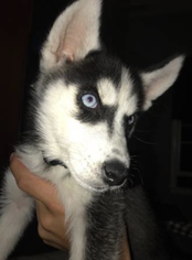 Siberian Husky Puppy for sale in FREEHOLD, NJ, USA