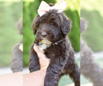 Small #1 Portuguese Water Dog