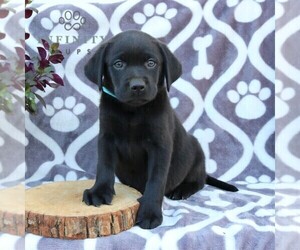 Labrador Retriever Puppy for sale in GORDONVILLE, PA, USA