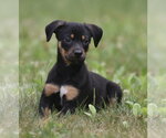 Small #3 Mutt