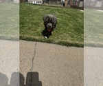 Puppy Puppy 8 Cane Corso