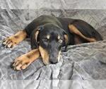 Small #5 Doberman Pinscher Mix