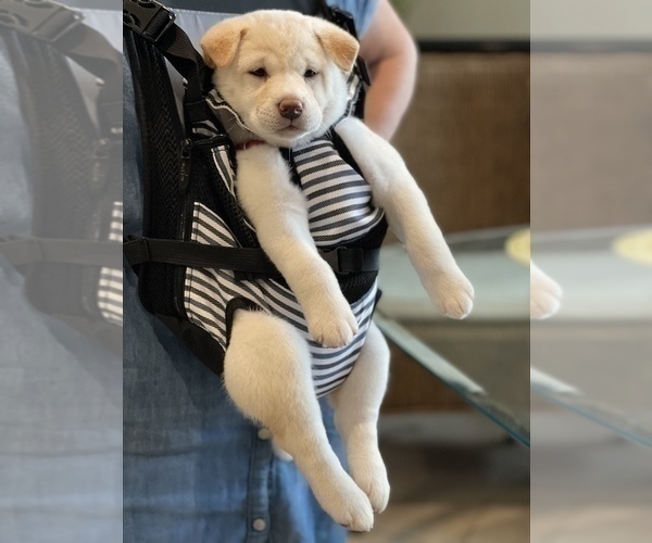 Medium Photo #4 Shiba Inu Puppy For Sale in TUCSON, AZ, USA