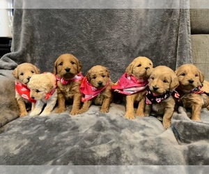 Goldendoodle (Miniature) Puppy for sale in ROANOKE, IN, USA