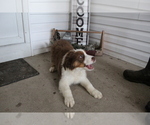 Small Photo #7 Australian Shepherd Puppy For Sale in SEARS, MI, USA