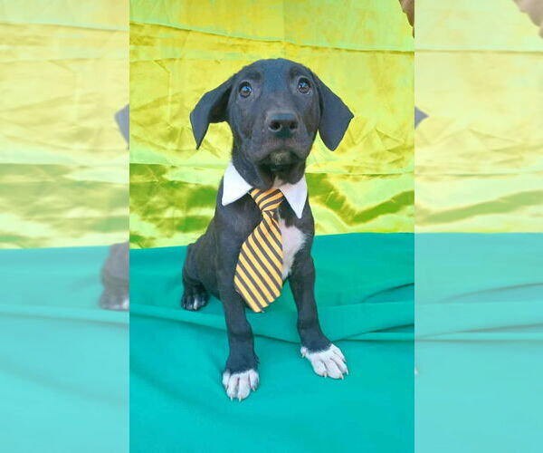 Medium Photo #1 Border Collie-Staffordshire Bull Terrier Mix Puppy For Sale in Lake Forest, CA, USA