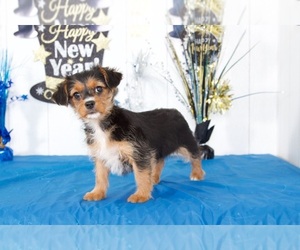 Yorkshire Terrier Puppy for sale in MOUNT VERNON, OH, USA