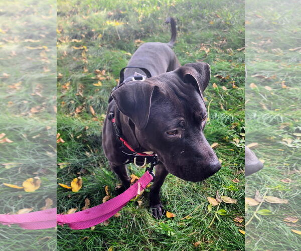 Medium Photo #4 American Staffordshire Terrier-Labrador Retriever Mix Puppy For Sale in Princeton, MN, USA