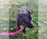 Small #3 American Staffordshire Terrier-Labrador Retriever Mix