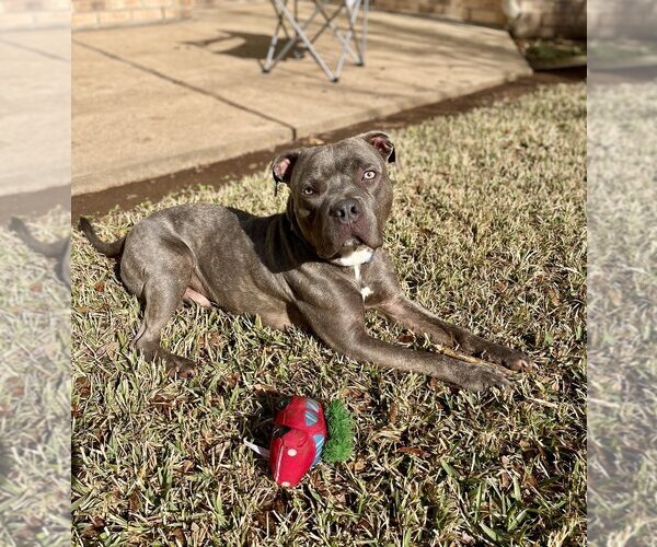 Medium Photo #6 American Pit Bull Terrier-American Staffordshire Terrier Mix Puppy For Sale in Brewster, NY, USA