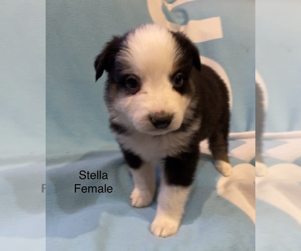Medium Photo #20 Australian Shepherd Puppy For Sale in EXETER, MO, USA