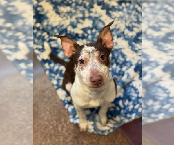 Medium Photo #2 Mutt Puppy For Sale in Salinas, CA, USA