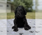 Small Photo #17 Goldendoodle Puppy For Sale in HOWARD CITY, MI, USA