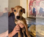 Small Retriever  Mix