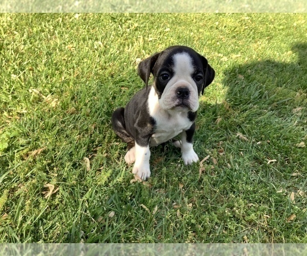 Medium Photo #1 Olde English Bulldogge Puppy For Sale in OWINGS MILLS, MD, USA