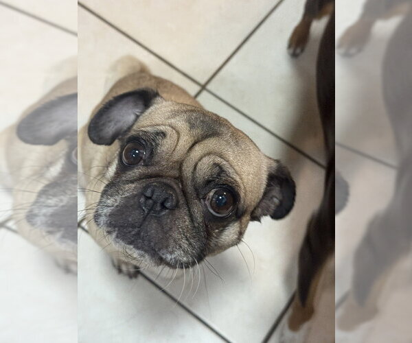 Medium Photo #7 Pug Puppy For Sale in Banning, CA, USA