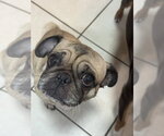 Small #6 Pug
