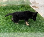 Small Photo #40 German Shepherd Dog Puppy For Sale in JURUPA VALLEY, CA, USA